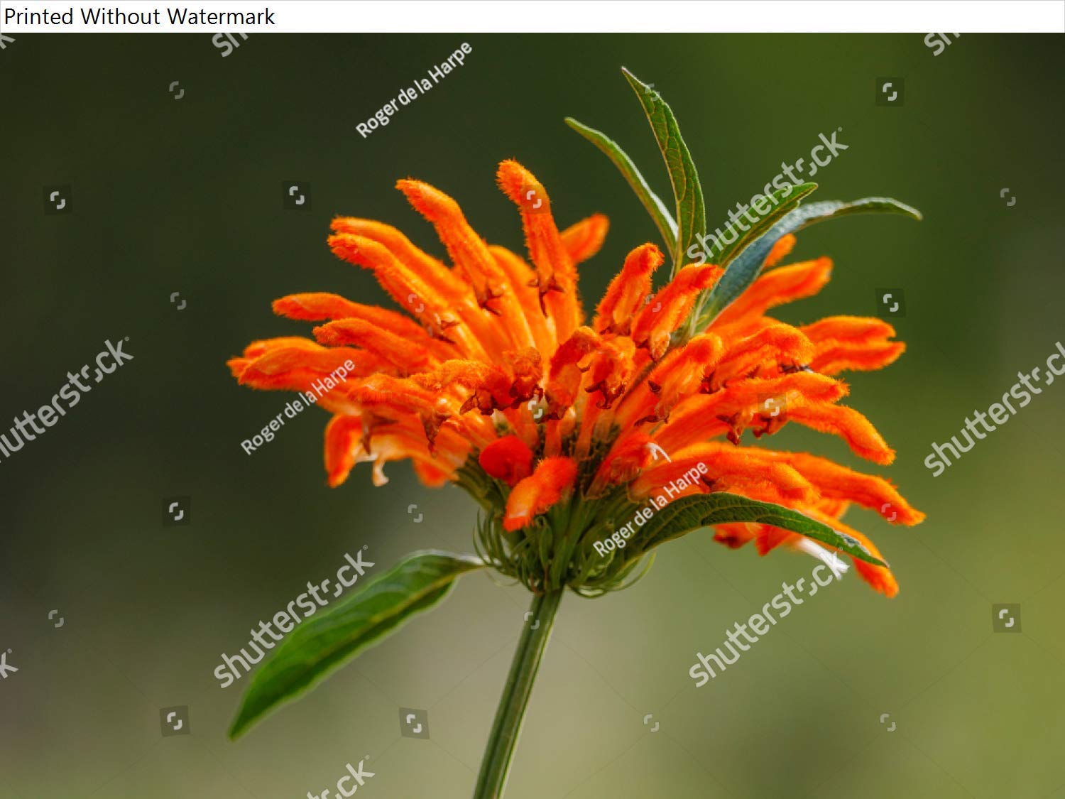 Kwikmedia Poster Reproduction Of Wild Dagga Or Lions Tail Leonotis