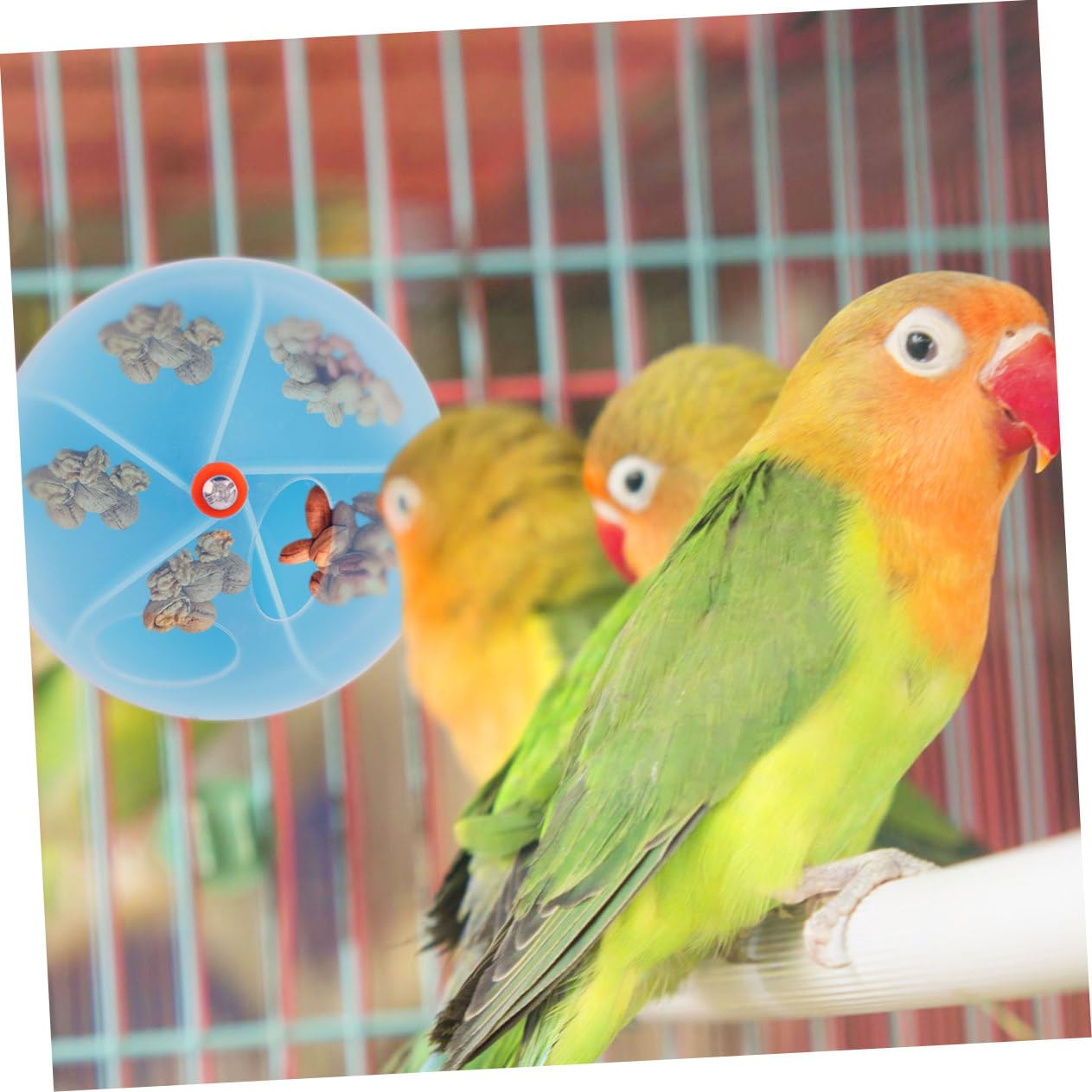 Beaupretty 3pièces Distributeur Interactif pour Oiseaux Jouet à Mâcher pour Perroquets Boîte De Foraging Forme De Roue Bleu pour Cockatiels Et Conures