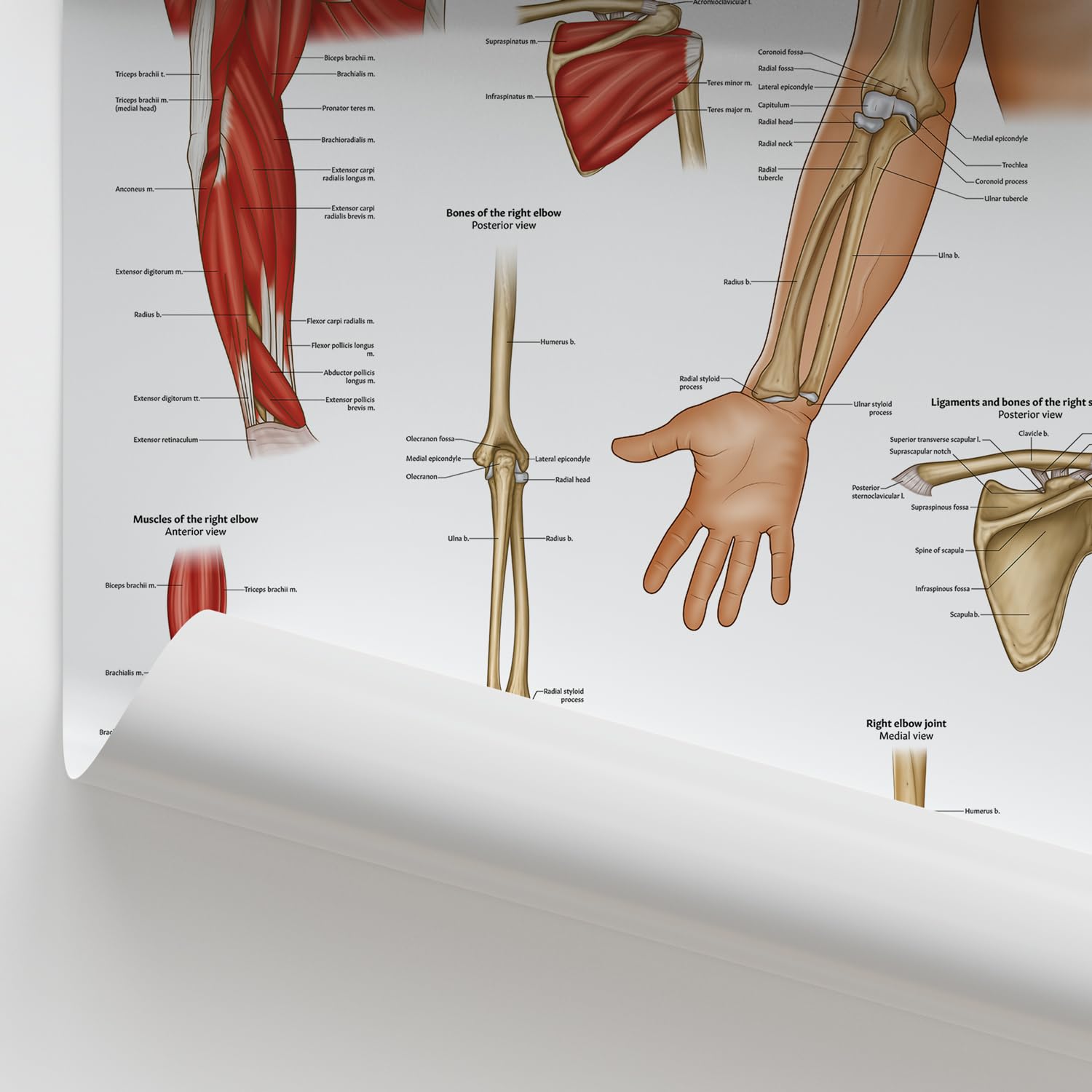 Printable Forearm Muscle Anatomy Worksheets Download, image size:1500x1500