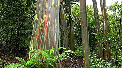 Creative Farmer Tree Seeds : Eucalyptus Seeds - Rose Gum Seeds - 200 Seeds For Growing (B01M1CX458) Amazon Price History, Amazon Price Tracker