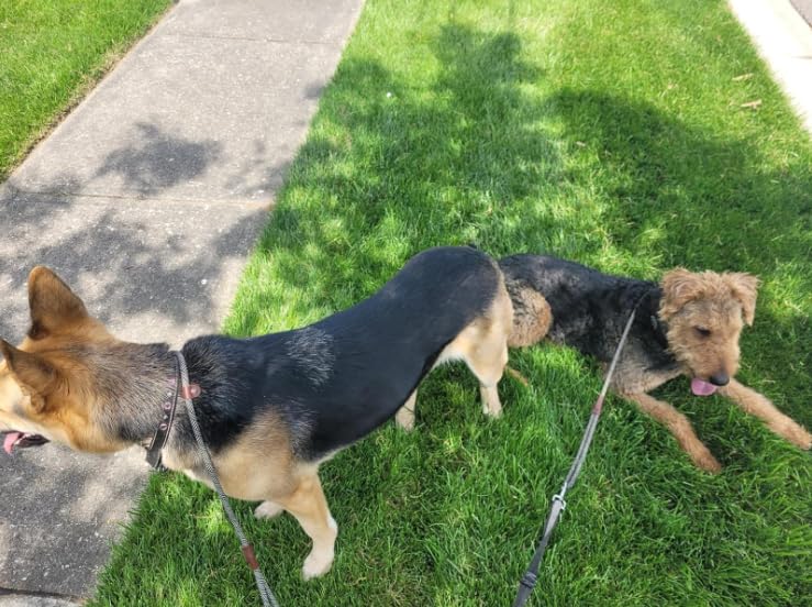 SEPXUFORE Hundeleine Aus Nylon 1,8 M – Strapazierfähig Mit Leder-Verbindung Für Große Hunde