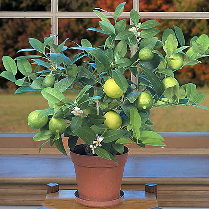 Hirt's Key Lime Tree + Certificate - 6" Pot - NO Ship TX,FL,AZ,CA,LA,HI