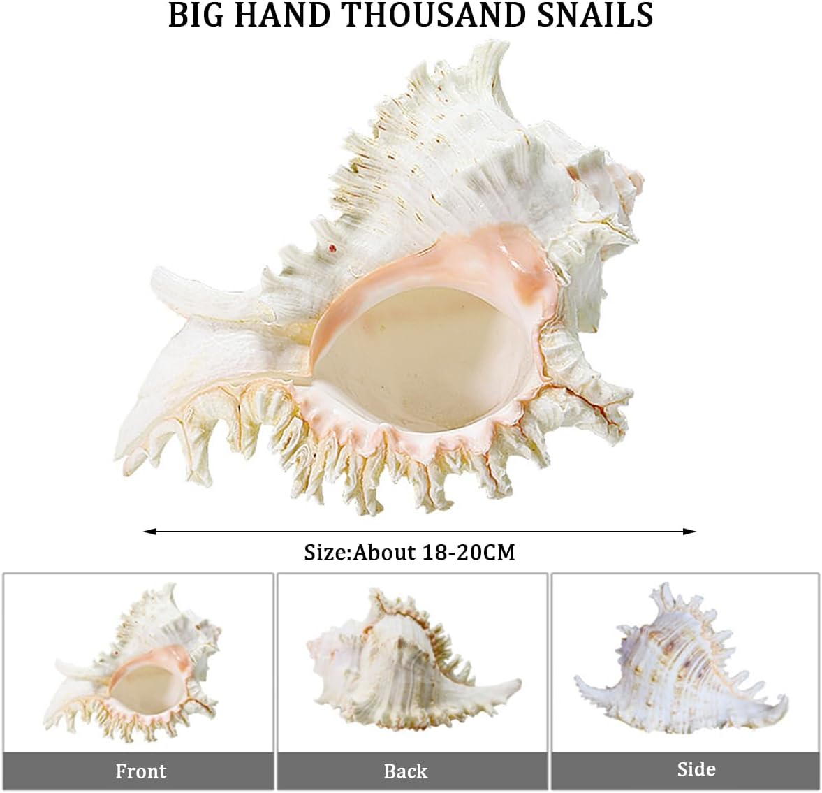 Shells Natural Conch Shell Large Natural Sea Shells, Thousand-Hand Snail Conch 18-20 Cm for Wedding Decor