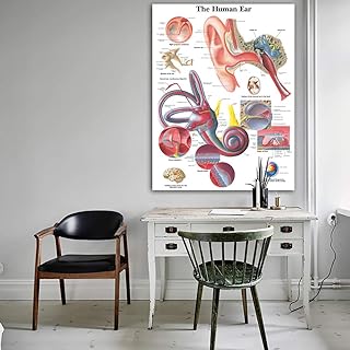 Wall Art , Human Ear Anatomy Anatomical Charts Posters Details Canvas Poster Wall Pictures For Medical Education Office Ho...