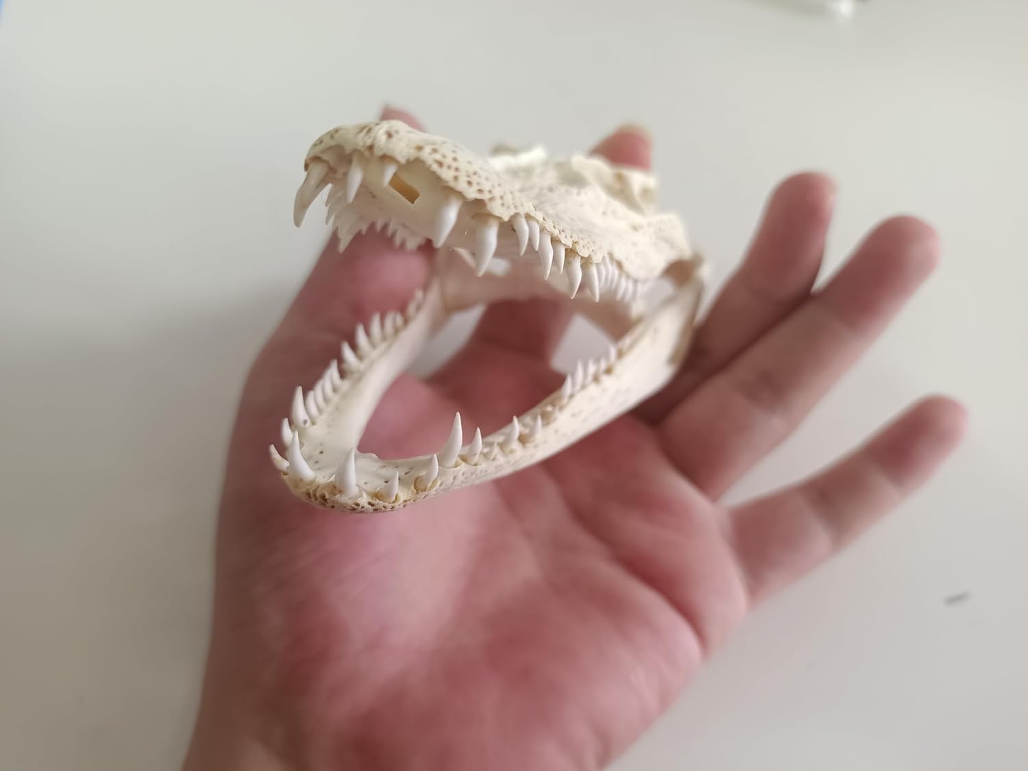 Animal Specimen Real Animal Skull Specimen Taxidermy Cleaned Skull Collection Fox, cat, Mink, Crocodile, Dog, Raccoon, Snake, Rabbit, Goat ，Muskrat，Nutria，Fox's paw (5pcs,4inch Crocodile)