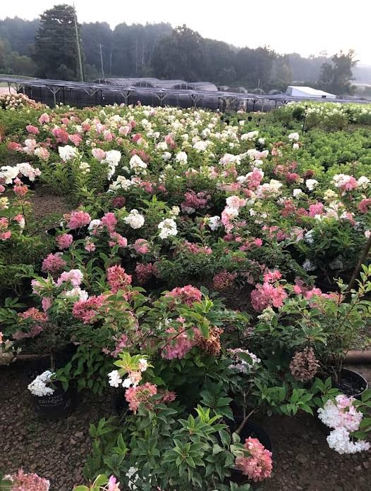 Vanilla Strawberry Hydrangea PP 20670 (3 Gallon)