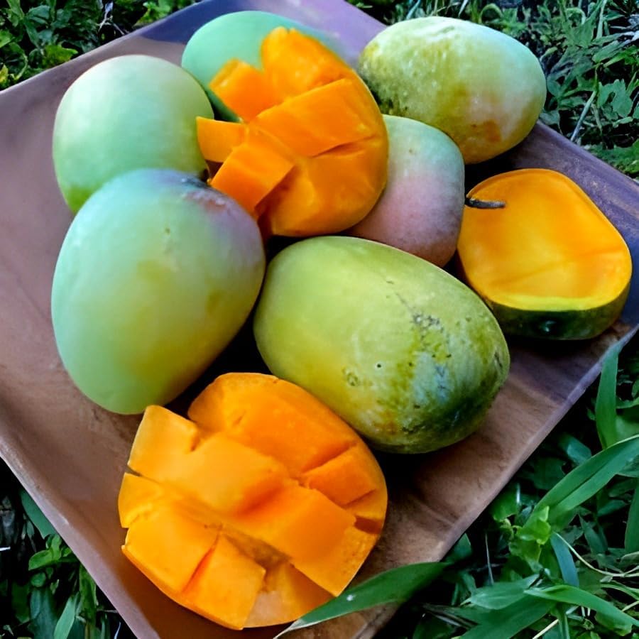 Image of Sweet Tasty Delicious Kesar Mango Plant Healthy Live Plant || For Home Garden Plant || Fresh Most Expensive Variety || Grafted Live Plant