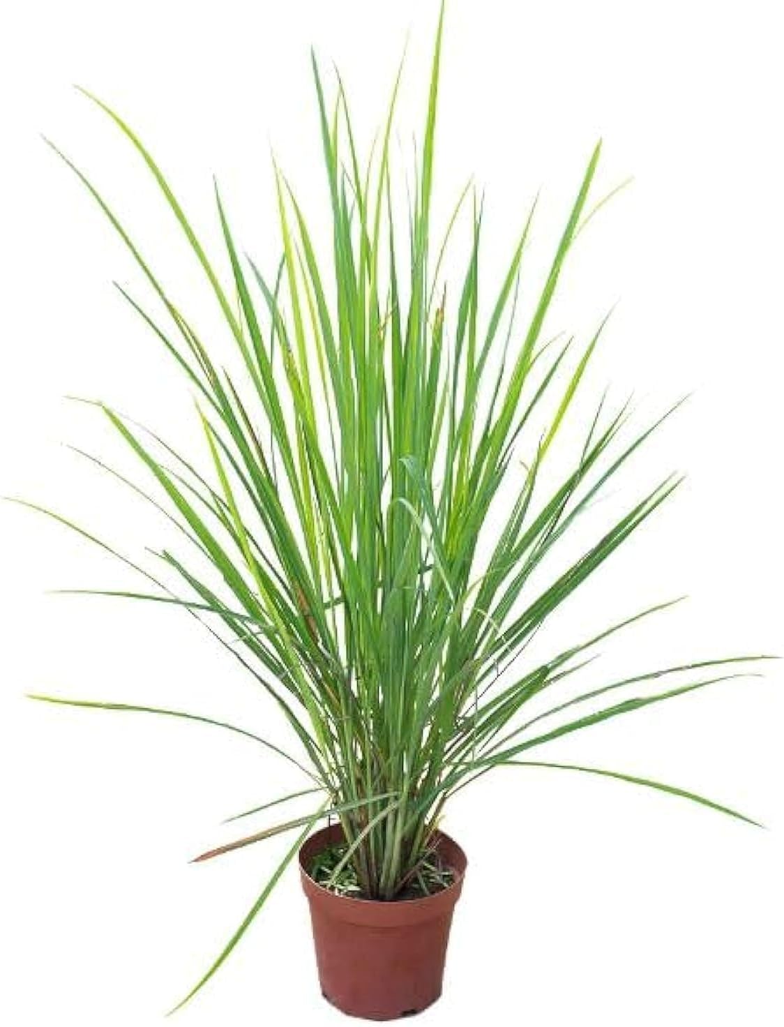 Lemongrass Plant (Cymbopogon Citratus) 40-50 CM – Fresh Aromatic Outdoor Herb | Culinary & Medicinal Use | Easy to Grow Garden Plant | Low Maintenance Herb for Kitchen Garden & Pots