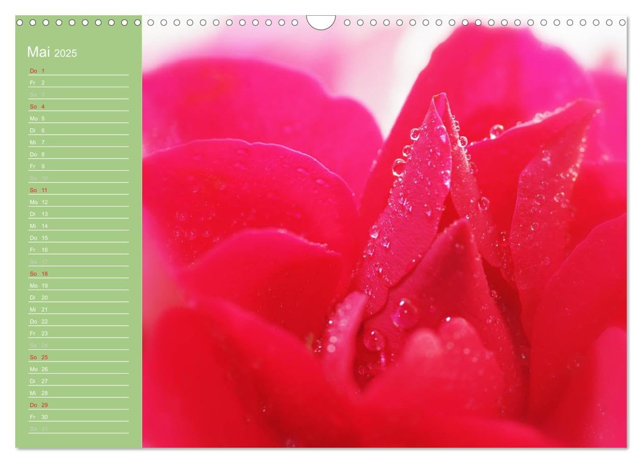 Rosen Blüten Terminkalender (Wandkalender 2025 DIN A3 quer), CALVENDO Monatskalender: Ein Terminkalender in dem die Schönheit und die Vielfältigkeit der Rosen zu sehen ist (CALVENDO Natur)
