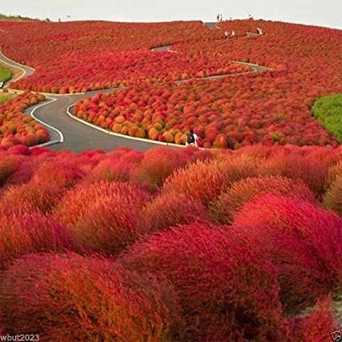 Miniatura 3 de 100 semillas de arbusto quemadas, rojo intenso plumoso, follaje excepcional, Kochia Scopari