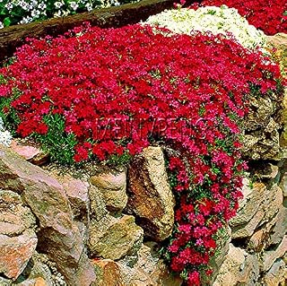 Kalash New 100 pcs Creeping Thyme Flower Seeds for Gardening or Rock CRESS Flower Seeds Pink 2