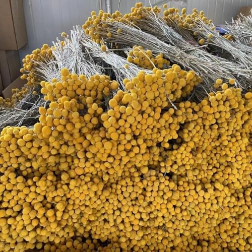 Flores Secas Craspedia Amarillas 50 Pcs 17 Pulgadas miniatura 7