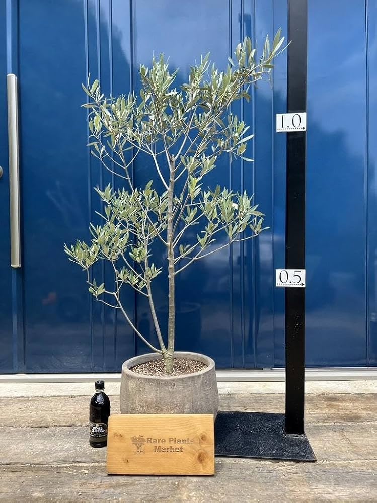 オリーブの木　シプレッシーノ　約3メートル　【引取り限定】 オリーブの木 シプレッシーノ 約3メートル 【引取り限定】 オリーブの