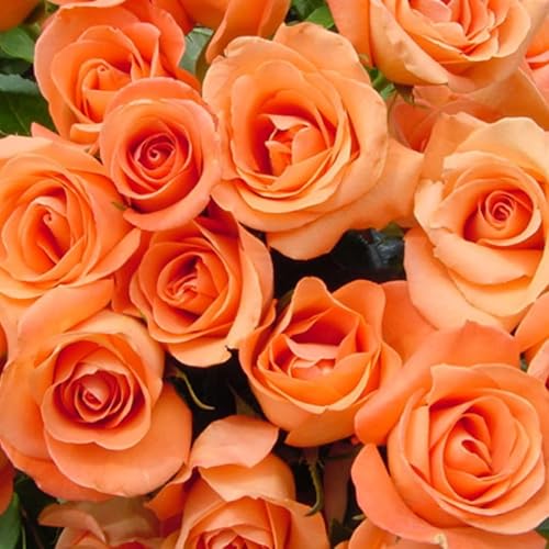 Planta viva de rosas para plantar, rosa lista para plantar, 5-8 pulgadas de alto, rosas fragantes (naranja)