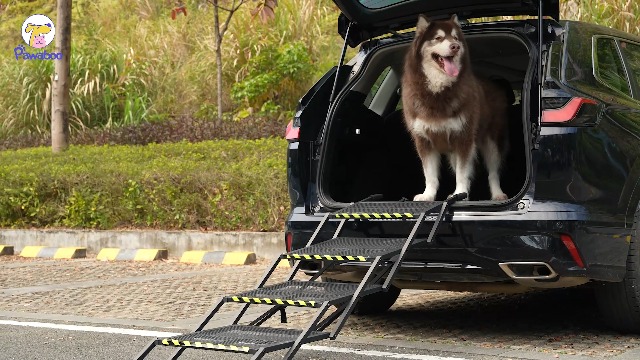 Rampe Télescopique Trixie Pour Chien – Jusqu'à 58 Kg, Longueur 100-180 Cm, Idéale Pour Voiture & Mobilité Réduite