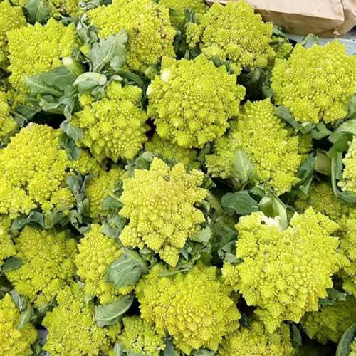 semillas de coliflor de invierno - jardín de cobertura del suelo interior 200pcs