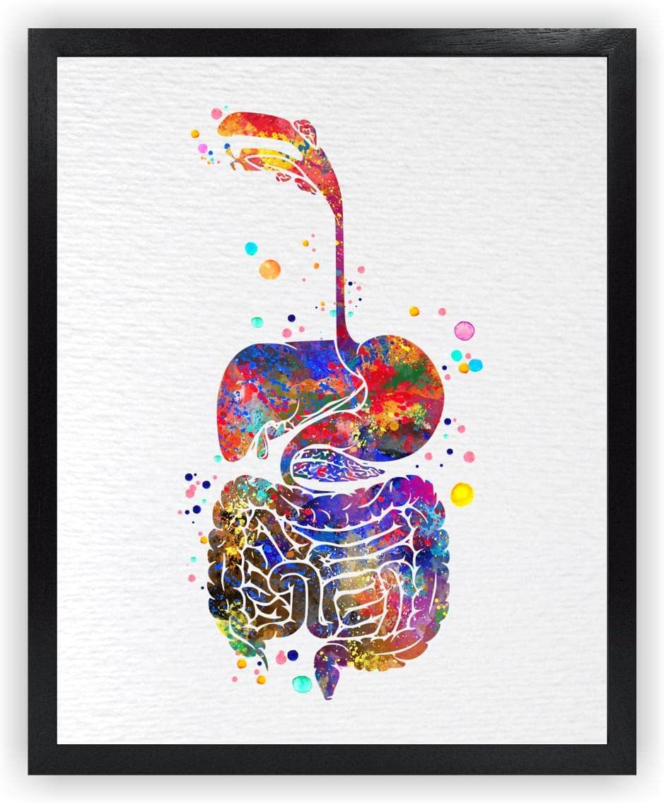 Dignovel Studios 11X14 Unframed Digestive System Human Anatomy Medical Science Doctor Clinic Hospital Watercolor Art Print Poster DN719