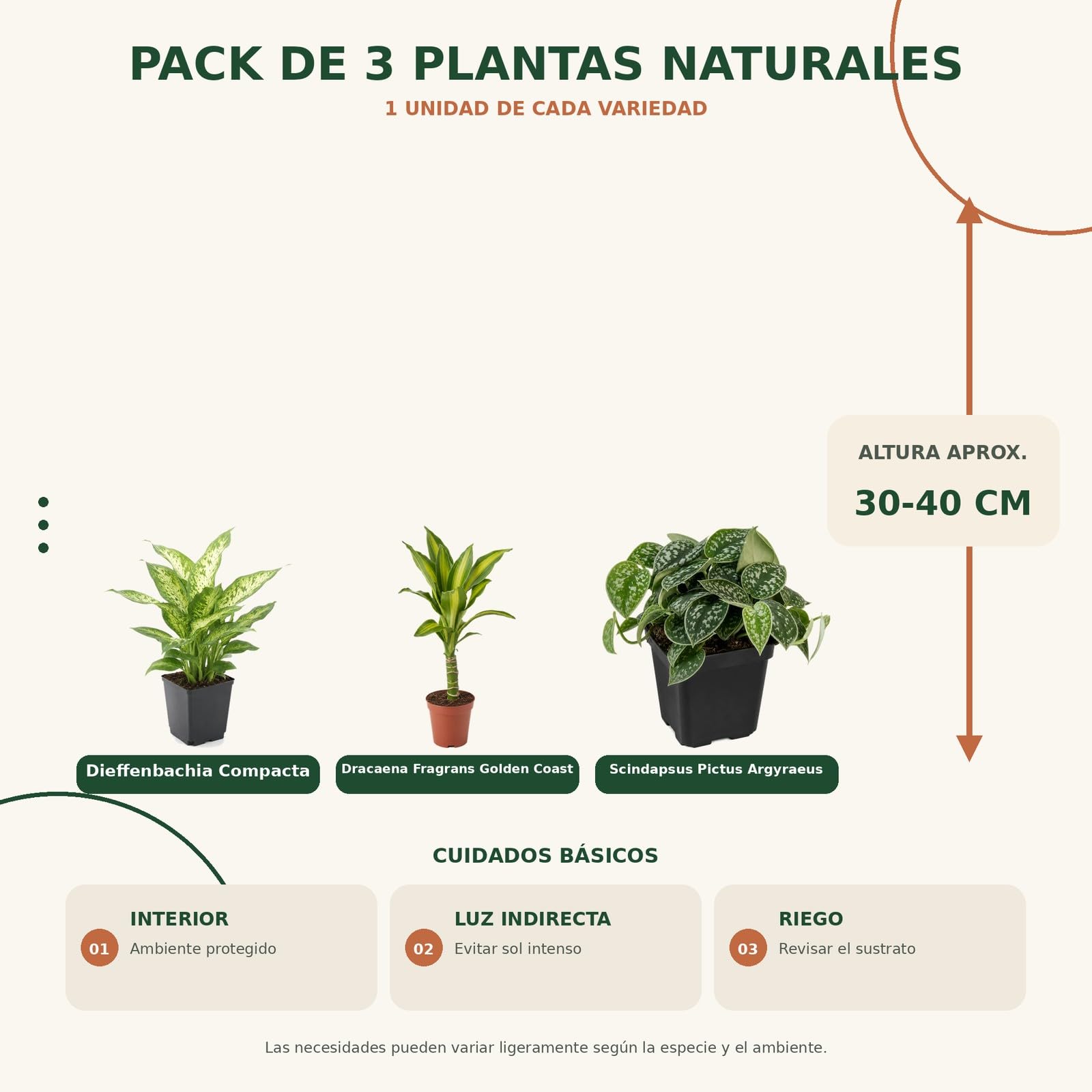 DECOALIVE Pack 3 Plantas Naturales: Portes Verticales y Colgantes