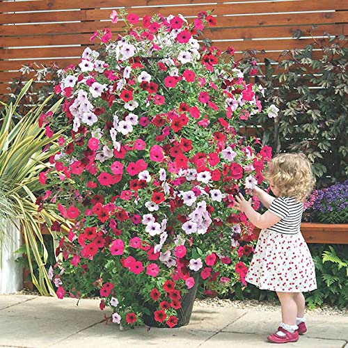 8 Colored Petunia Flower Seeds Mixed - 500 + Flower Annual Petunia Climbing Flower Seeds For Hanging Basket #TOP4