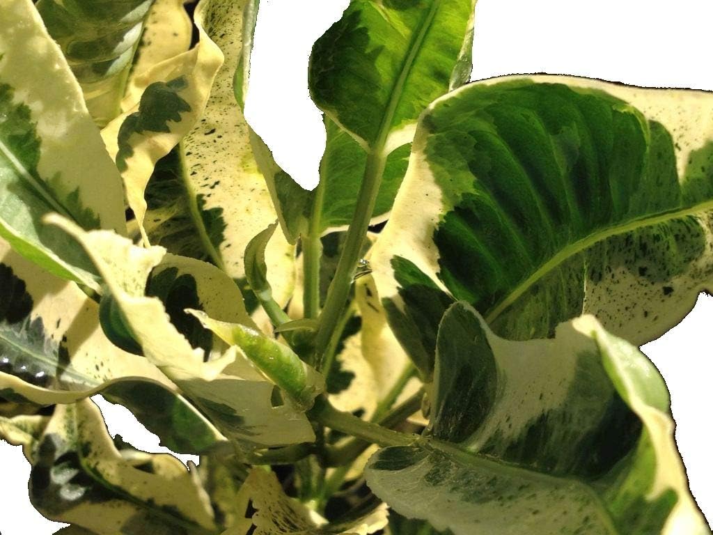 Tamara Croton - Codiaeum - Live Tropical Plant - Cream and Green Leaf - Emerald Goddess Gardens - Starter Sz 4 Inch Pot