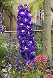 500 Purple Rocket Larkspur Delphinium Ajacis Consolida Flower Seeds