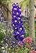 500 PURPLE ROCKET LARKSPUR Delphinium Ajacis Consolida Flower Seeds