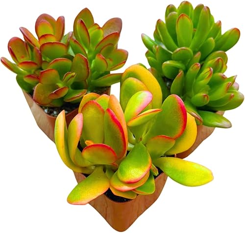 Miniatura 6 de Plantas suculentas Planta de jade vivo de 2 pulgadas, colección misteriosa, colección de iniciación de plantas de jade vivo, plantas suculentas