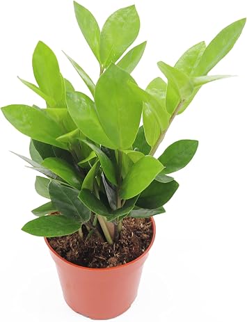 ZZ Plant - 4" from California Tropicals