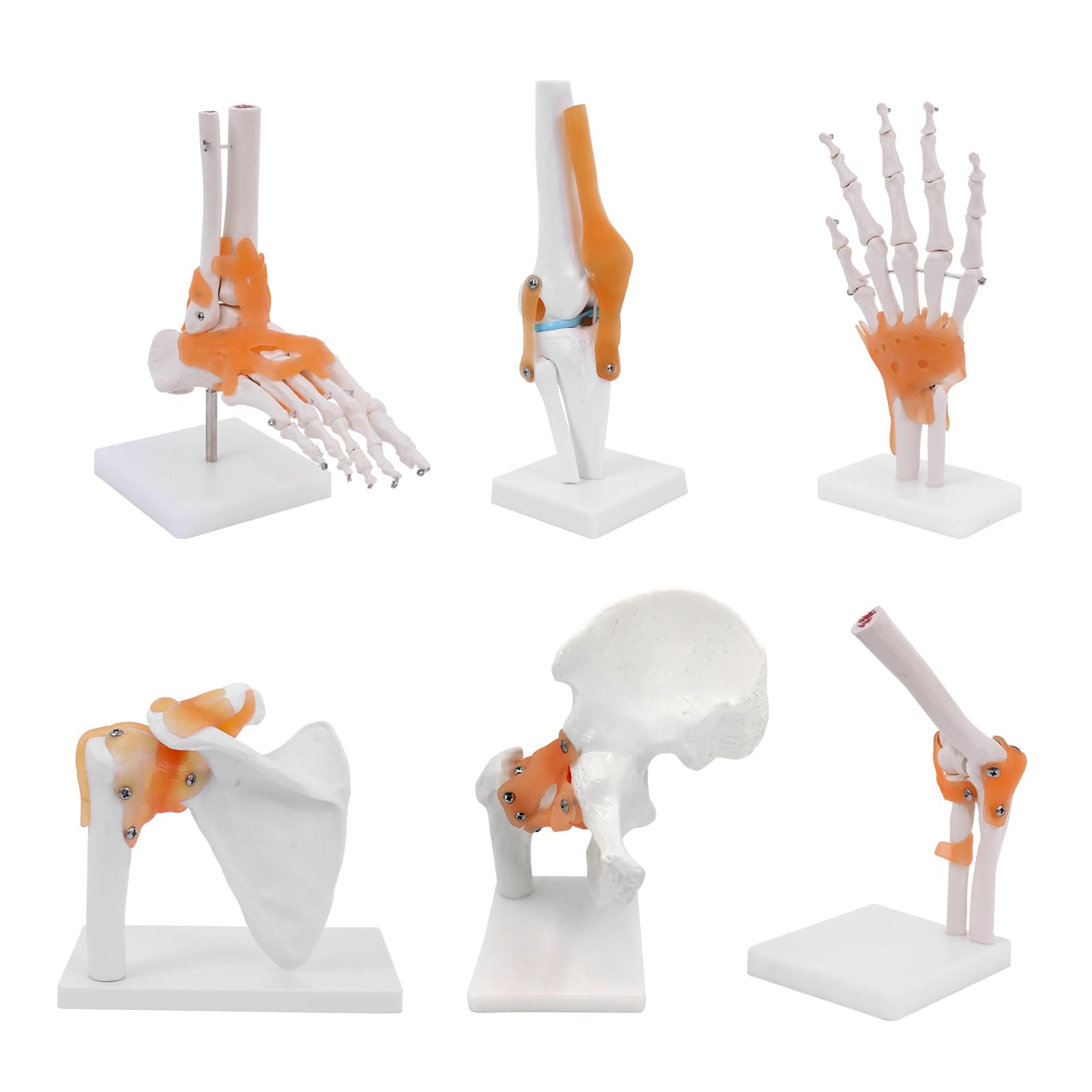 Anatomie-Skelett-Modell Lebensgroßes Gelenksmodell 6 Stück, Schulter-, Ellbogen-, Hüft-, Fuß-, Hand-, Kniegelenk-Modell, Pädagogische Ressourcen