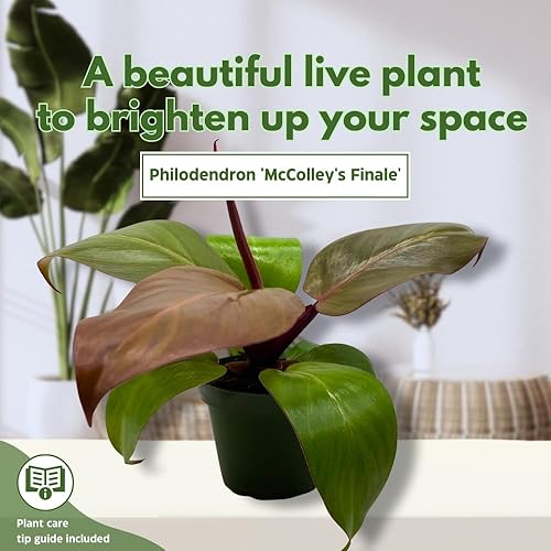 Miniatura 3 de BubbleBlooms Philodendron McColley's Finale, 4 pulgadas rojo brillante Philo