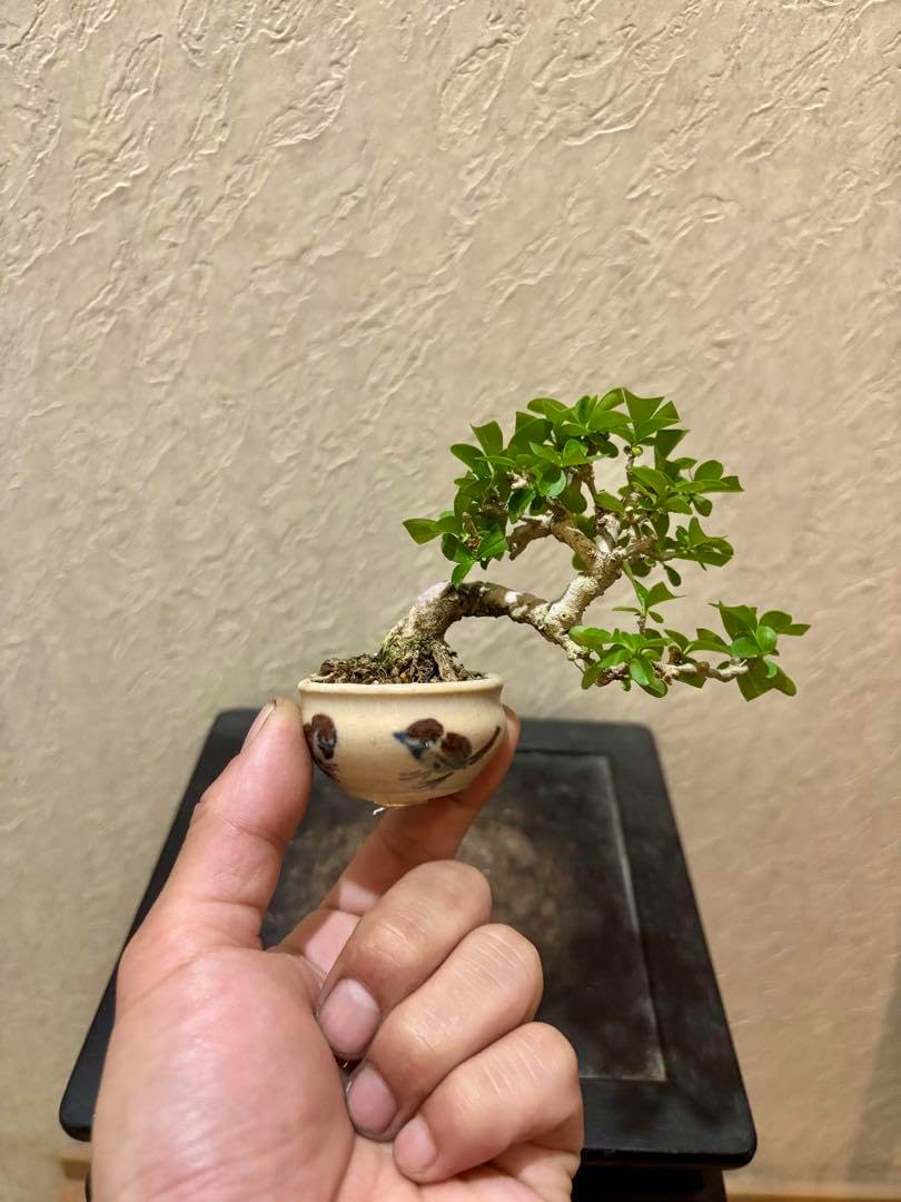 太幹!! 樹高6㎝荒皮性イボタ　豆盆栽　ミニ盆栽　真柏　黒松　五葉松　赤松　楓 太幹!! 樹高6㎝荒皮性イボタ 豆盆栽 ミニ盆栽 真柏 黒松 五葉松 赤松