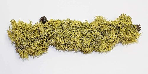 Miniatura 5 de Athena's Garden Arreglo de maceta de cerámica blanca de las suculentas de la planta viva de Hoya Kerrii 2 en forma de corazón