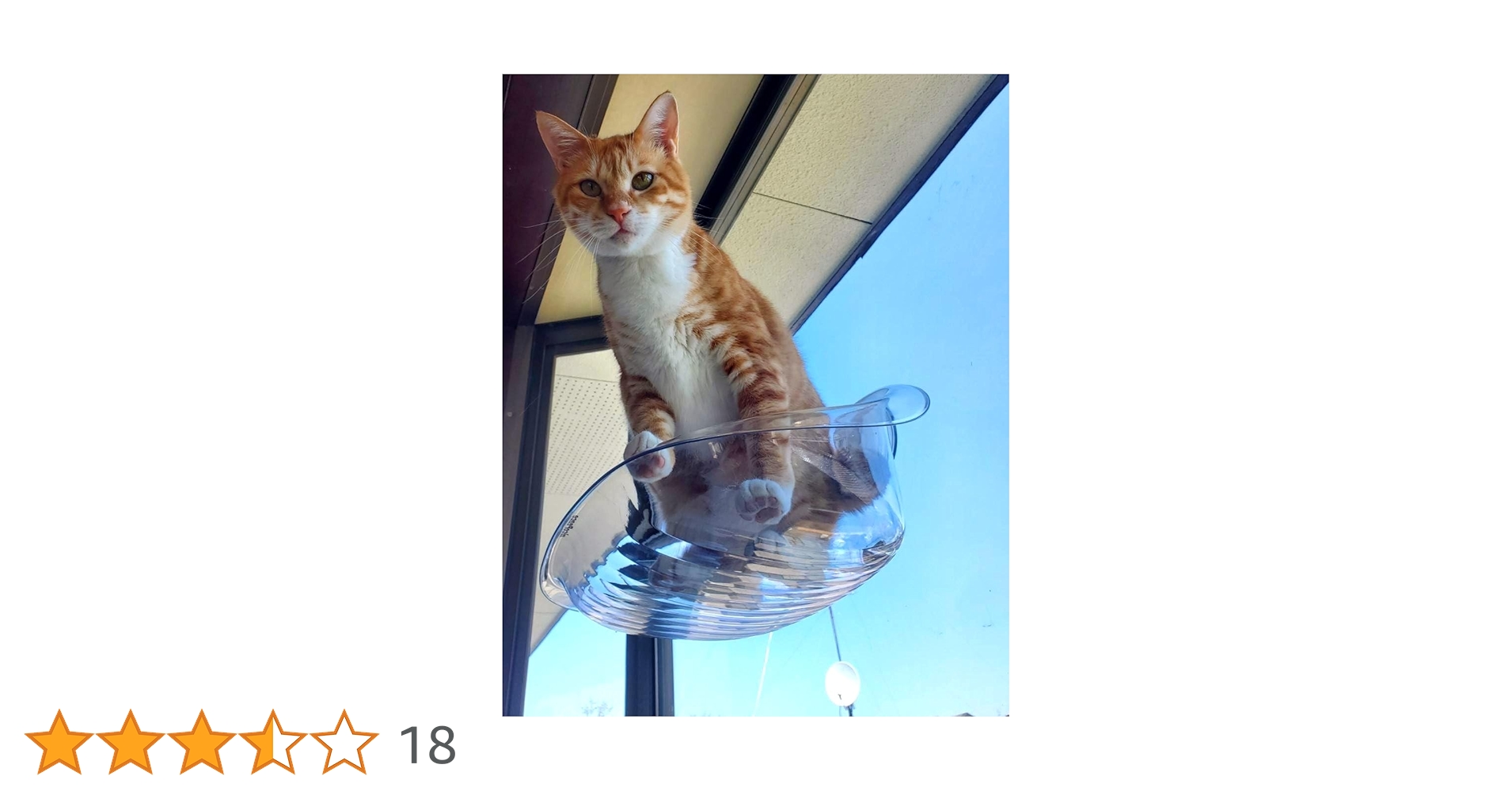 nago 猫のボタン nago 猫のボタン 11.5mmナットボタン｜ナットボタンメーカーの卸