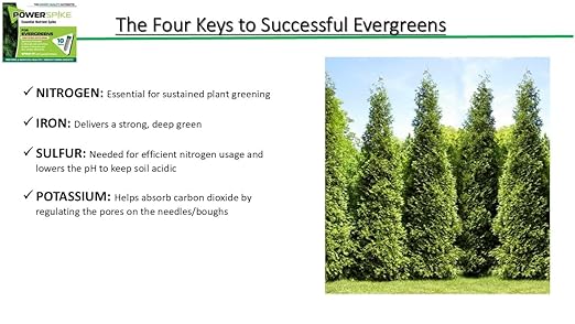 Power Spike para Evergreens, Fertilizante en Espiga con Hierro, 10 Unidades miniatura 2