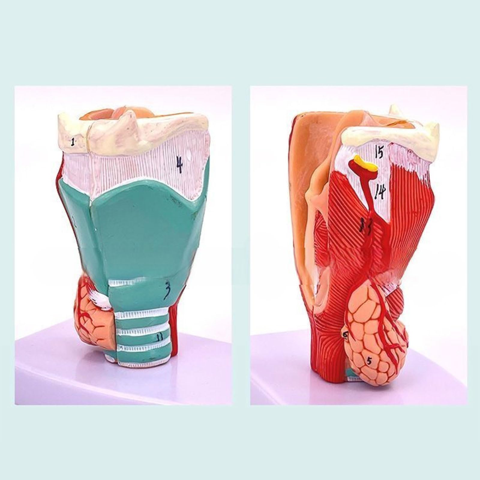 Modèle anatomique de larynx amovible - Modèle d'anatomie de la gorge humaine - Taille réelle - Accessoire d'enseignement pour étudiants - Cordons vocaux larynx