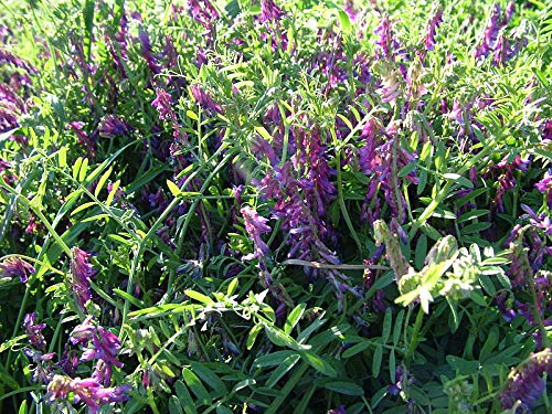 1 lb. Hairy Vetch Seed,Cover Crop, Deer, Wildlife Food Plot Seed, Turkey, Rabbit Forage