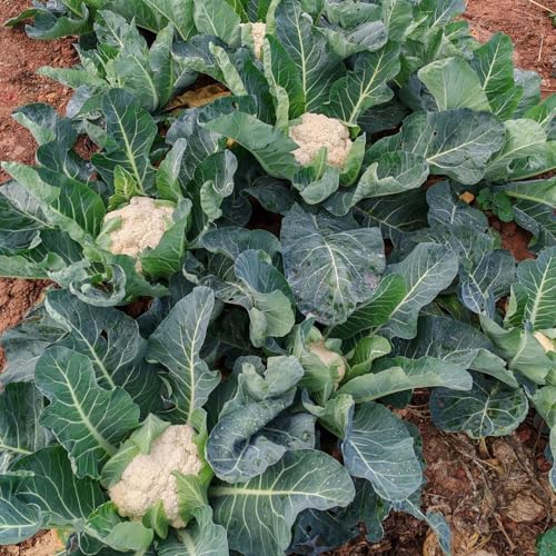 semillas de coliflor de invierno - balcón raras resistentes jardín interior 100pcs