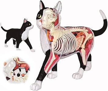 Animal Anatomical Model Cat Skeleton Anatomy Model - Detachable Organs Body - 25 Parts Cat Skeleton Anatomical Model - for Medical Education Teaching Aid