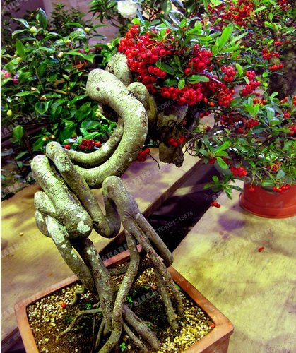 Neue Kaffeebohnen Bonsai 10+ Seeds - Coffea : Amazon.de: Garten