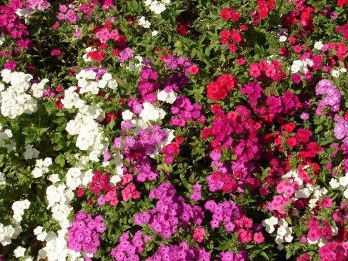 PREMIER SEEDS DIRECT Phlox - DRUMONDII - Beauty Mix - 400 Flower Seeds
