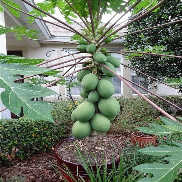See full amazon price history chart for Mphmi Live Plant Nursery NCR Papaya Plant, Papita (Grown Through) - Plant Mphmi Live Plant Nursery NCR Papaya Plant, Papita (Grown Through) - Plant (B0BWVWCDM3) Amazon Price History, Amazon Price Tracker
