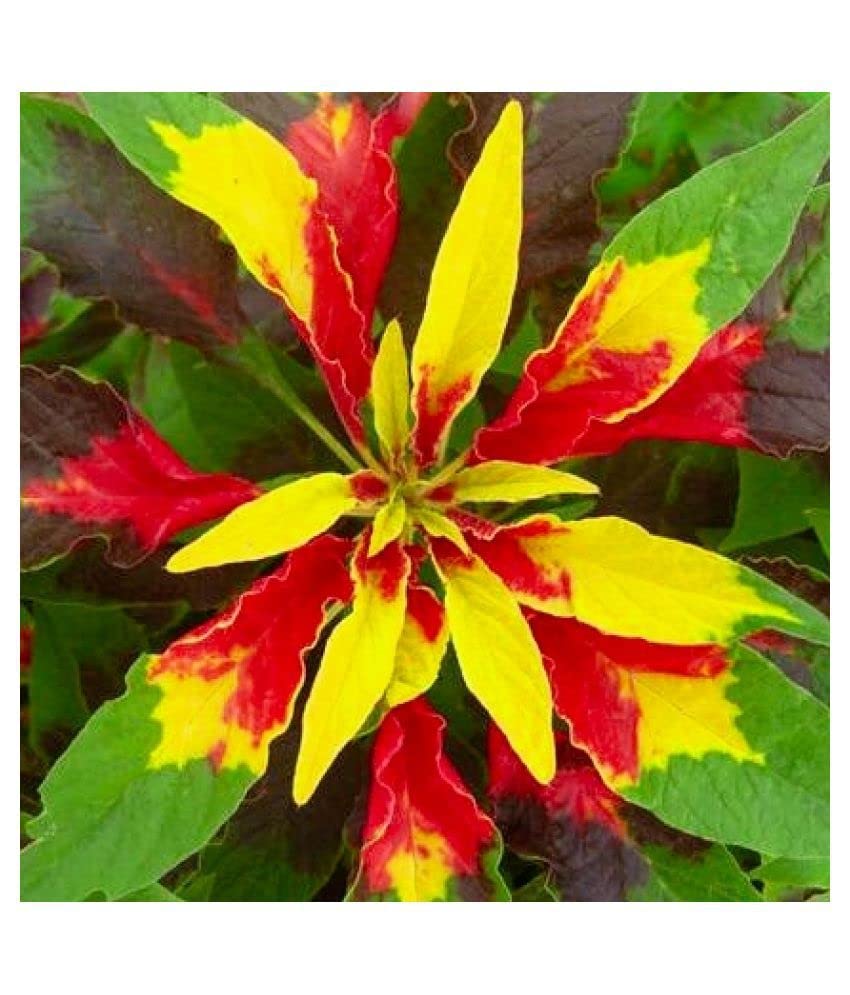 Golden Hills Farm Amaranthus Tricolor Sparkle Hunt Flower 100-202 seeds (B0BNHPB7BH) Amazon Price History, Amazon Price Tracker