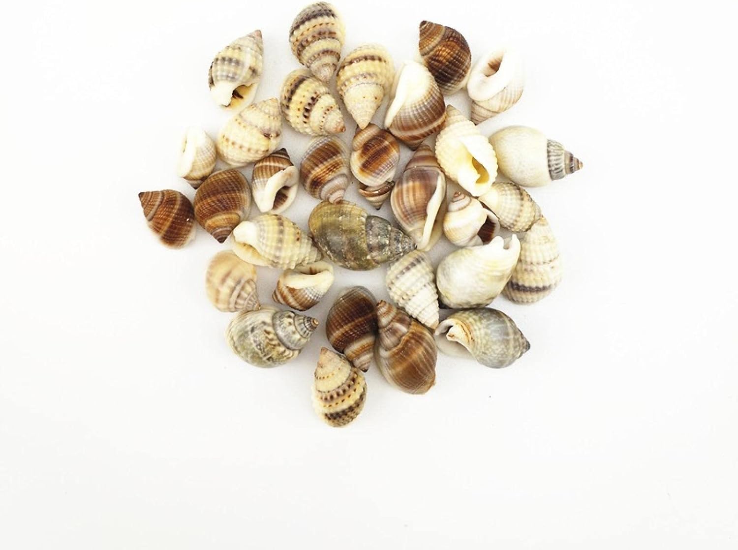 BTZHY Ornaments Sea Shells,30Pcs Natural sea Shell Snail Trumpet Shell Wedding Festival Party Decoration Conch