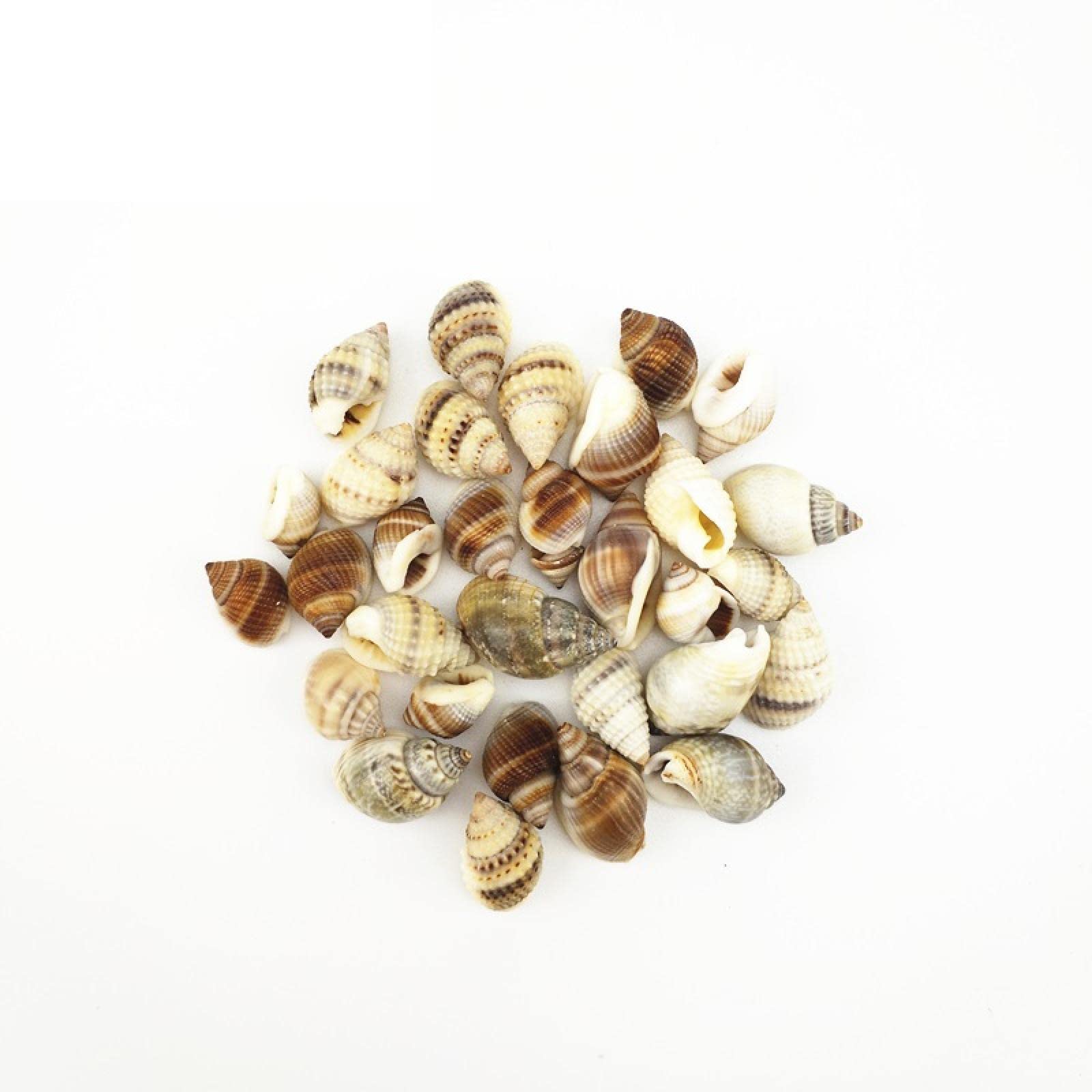 Escargot trompette et conque pour loisirs créatifs, art floral et thèmes marins