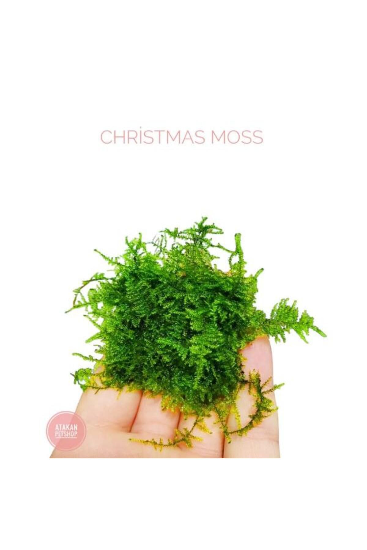 Christmas Moss Cup Canlı Bitki 413161