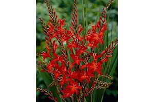 30 Bulbs Colorful Crocosmia Bulbs for Planting