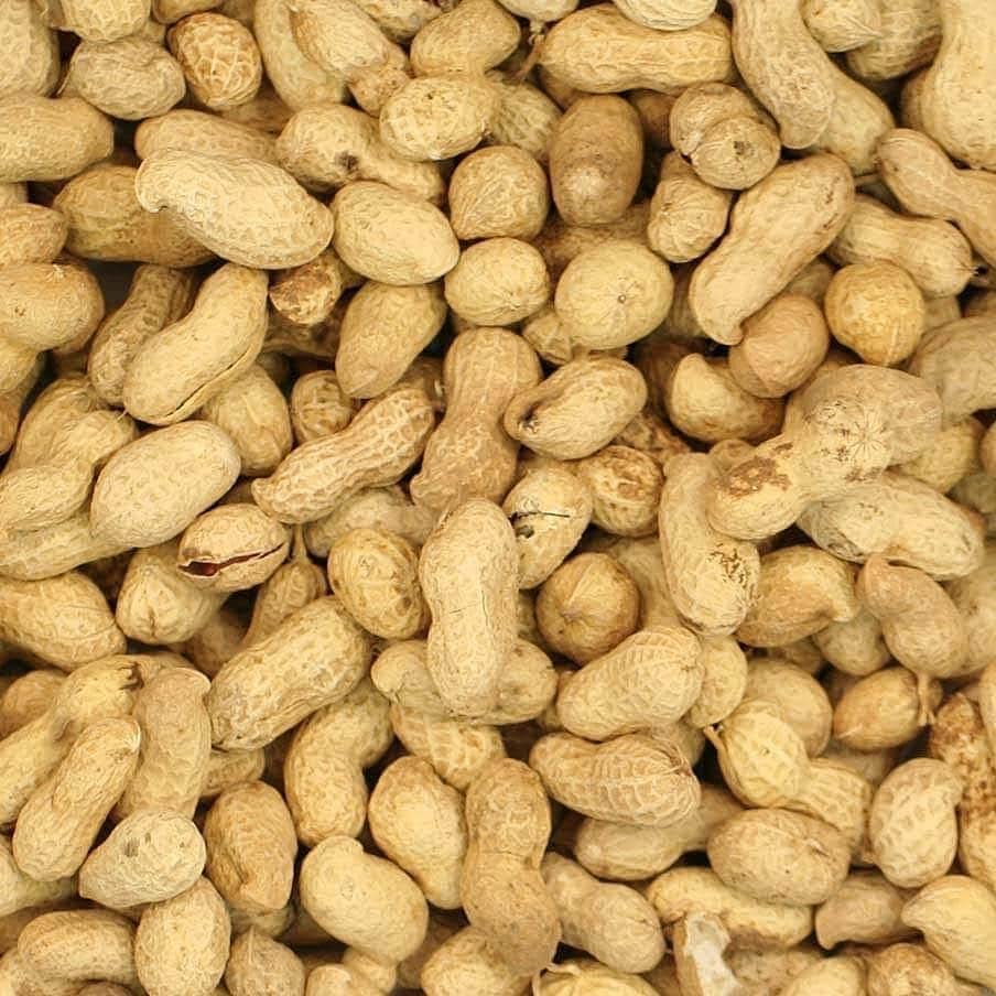 11.3kg Premium Safe Wild Bird Food Monkey Nuts Afflotoxin Free