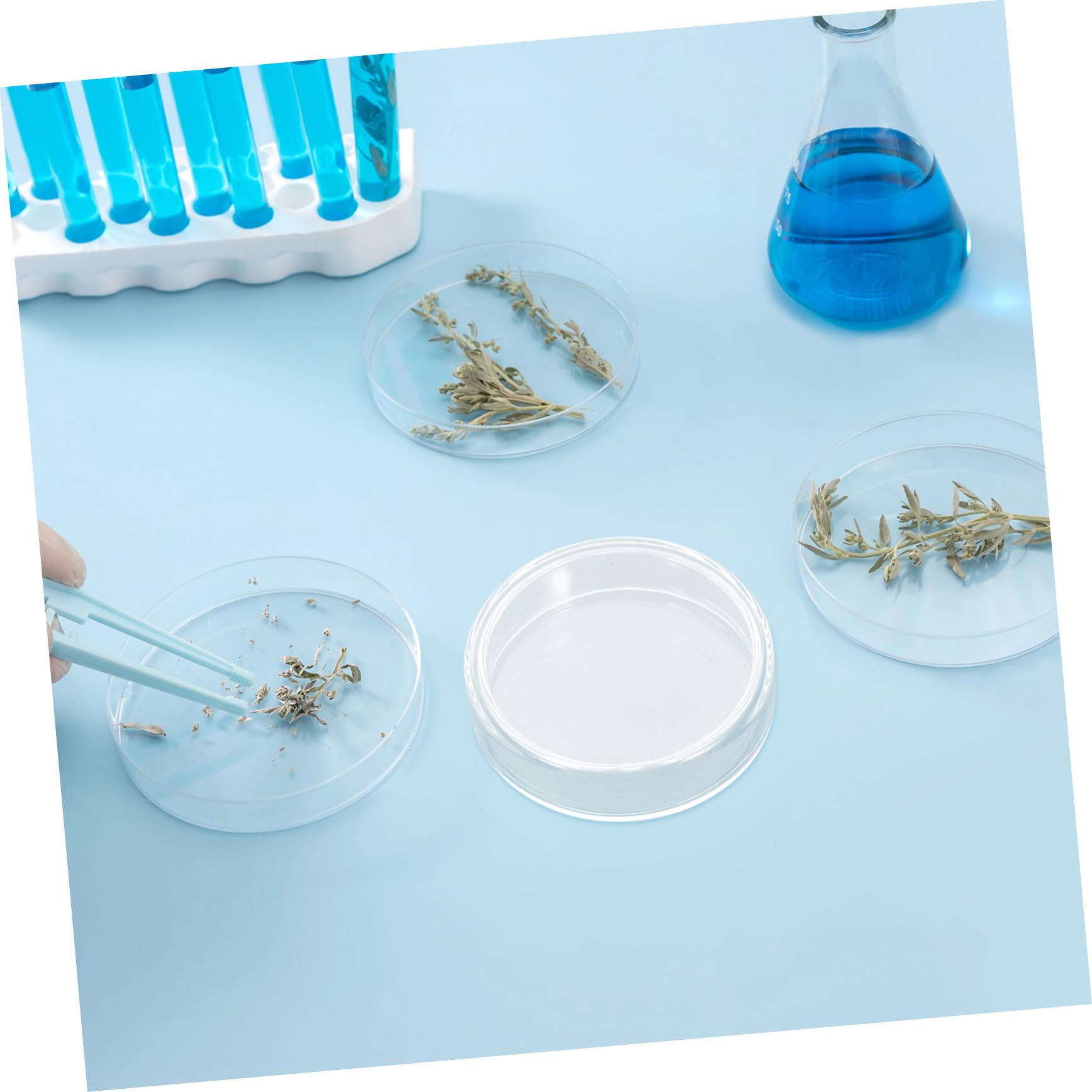 ULTECHNOVO 10stücke Petrischalen aus Glas mit Deckel für Mikrobiologische Kulturen Laborausrüstung und Experimente Wiederverwendbar und Hitzebeständig für Zell und Pilzkulturen