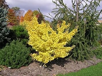 Dwarf Ginkgo Tree - Ginkgo biloba Todds Dwarf - 1 - Year Plant