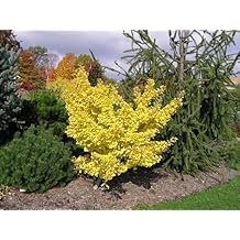 Dwarf Ginkgo Tree - Ginkgo biloba Todds Dwarf - 1 - Year Plant